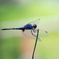 Trithemis festiva