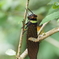 マレーシロオビトセナゼミ　Tosena fasciata