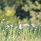秋桜
