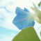 Ipomoea nil