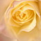 rose mind