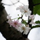 静かに咲く十月桜