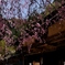 桜と民家