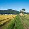 稲架木のある風景 2023-15