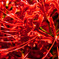 曼珠沙華 03