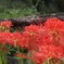 彼岸花（曼殊沙華）