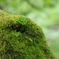 こけ