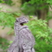 狛犬_須賀神社