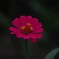 DSC_9538 (2)