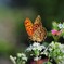 DSC_9669 (3)