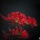 cluster amaryllis