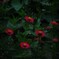 neon flowers1