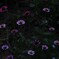 neon flowers2