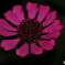 pink flowers
