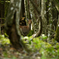 One morning with deer