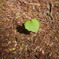 Heart mornig
