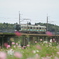 秋桜電車