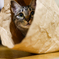 in the paper bag