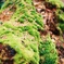 moss