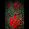 Lycoris