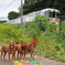 みんな電車が気になる