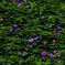 昼顔百花１