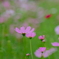 花の丘の秋桜