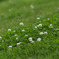 clover