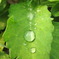 葉に雨水