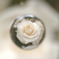 rose garden