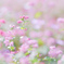 ✿  red buckwheat flowers ‪✿