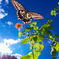BS6T0934-15mm-F16-231010-....SILKYPIX_3-