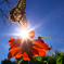 BS6T0811-15mm-F16-231010-....SILKYPIX_3-