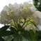 正覚寺の紫陽花