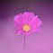 秋桜