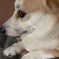 遊んでくれる？
