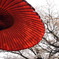 桜日和