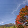 紅葉もいよいよ始まりました2