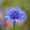 cornflower