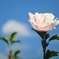 芙蓉