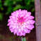 _GFX0947