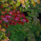軽井沢の紅葉