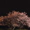 夜桜