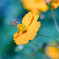 a bee and a cosmos