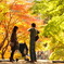 紅葉巡り