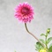 DAHLIA