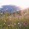 山岳と秋桜