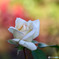 DSC_1677-1-2