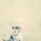 仔猫
