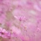 秋桜